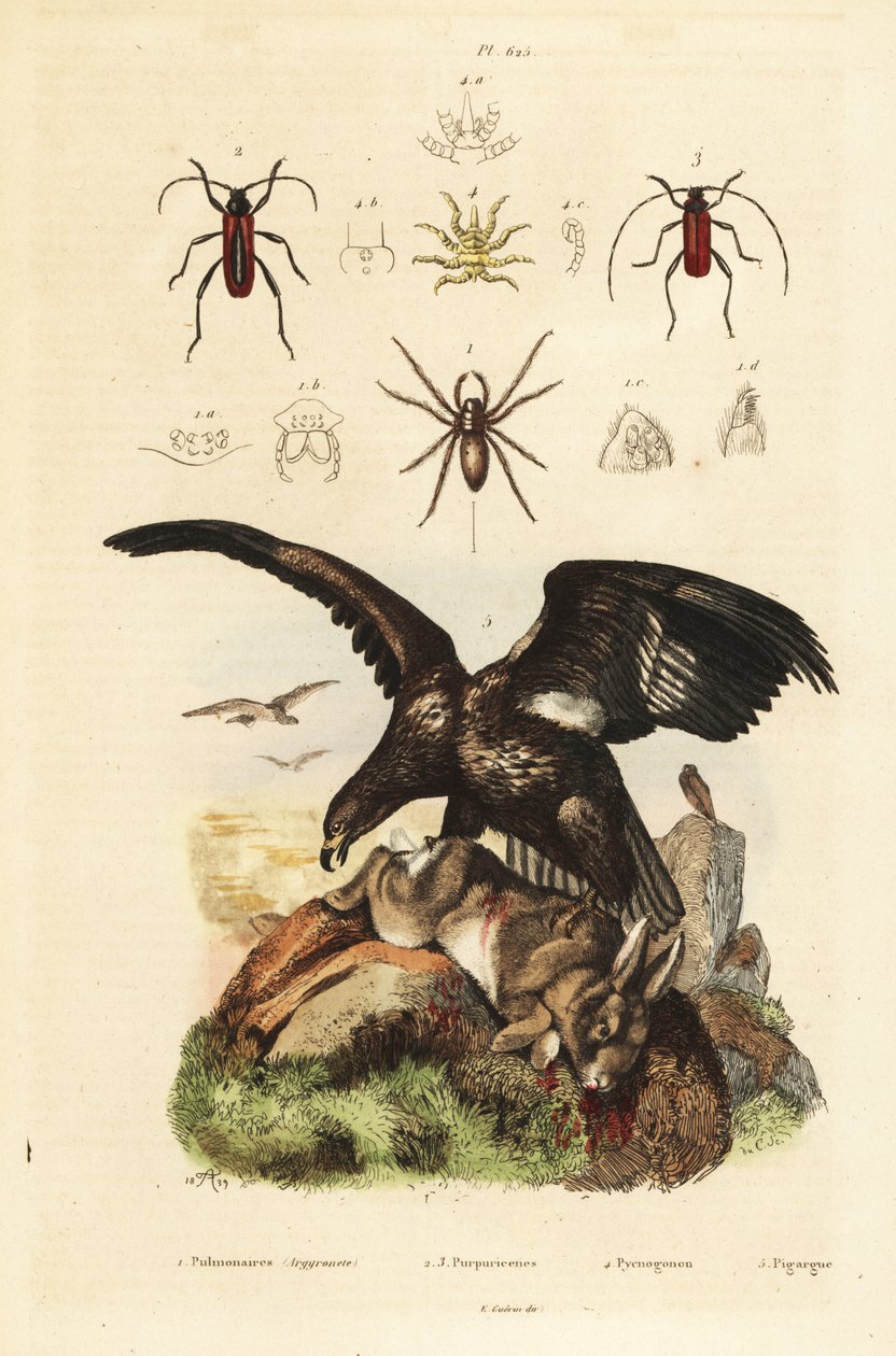 オジロワシ（Haliaeetus albicilla）5、獲物のミズグモ（Argyroneta aquatica）1、カブトムシ（Purpuricenus beetle）2 作： 不明