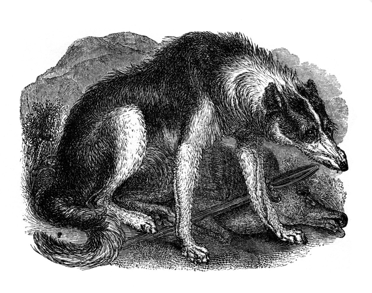 狼犬、1848 作： 不明