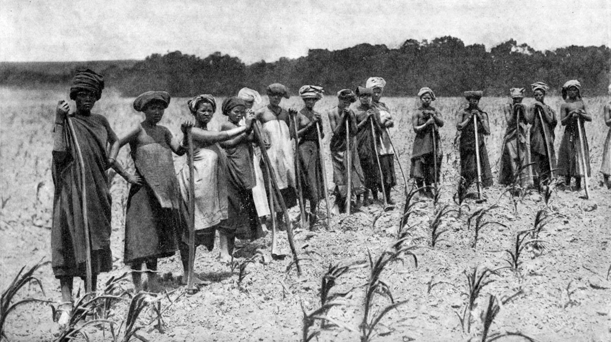 南アフリカ、トウモロコシ畑を耕す女性たち、c1923 作： 不明