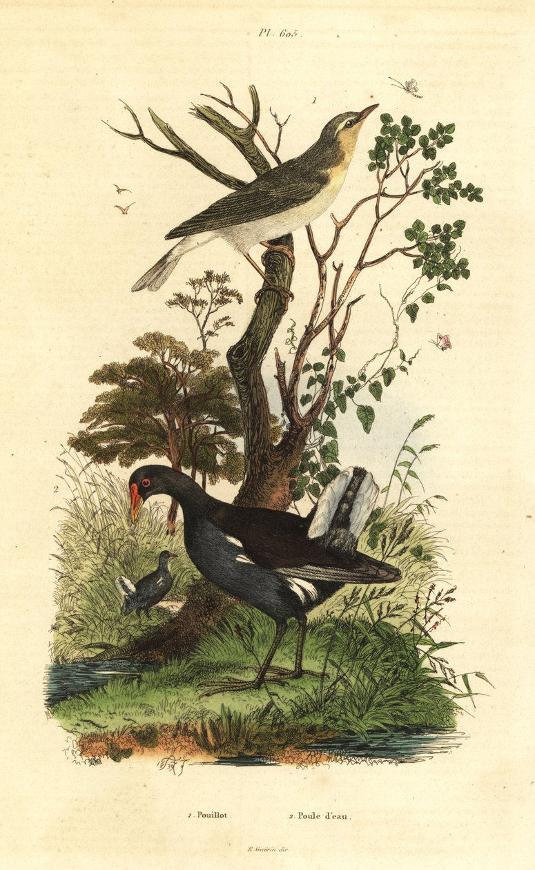ウグイス（Phylloscopus sibilatrix）とモアヘン（Gallinula chloropus） Pouillot et poule d