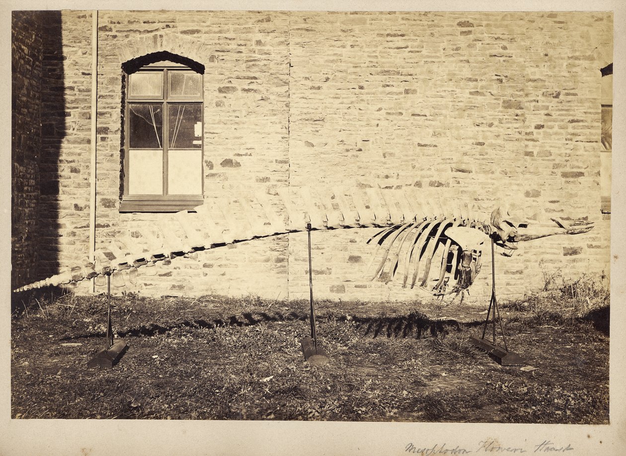 Mesoplodon Floweri Hurry、1870年代後半 作： 不明不明