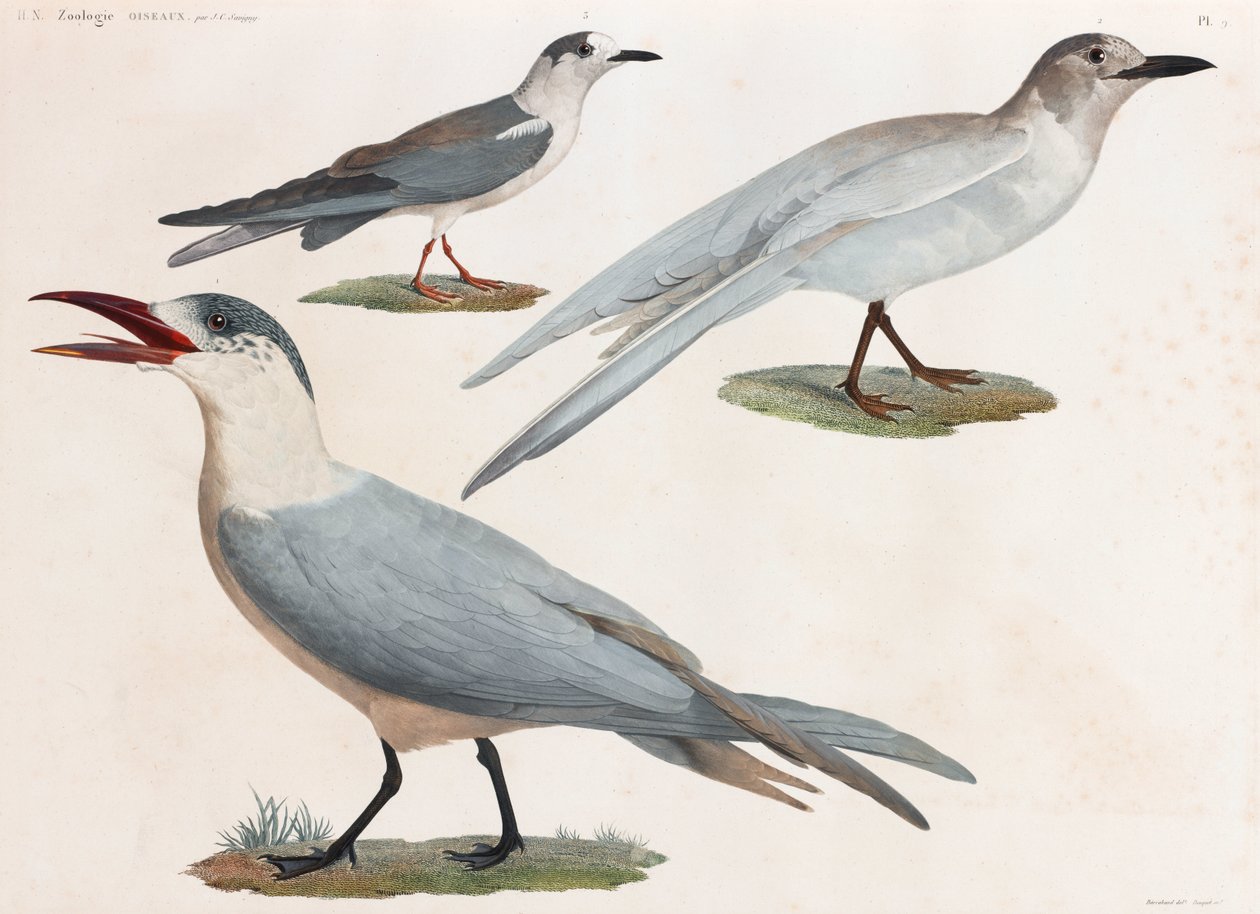 全ページに渡って鳥類のカラーイラストを掲載 作： 不明