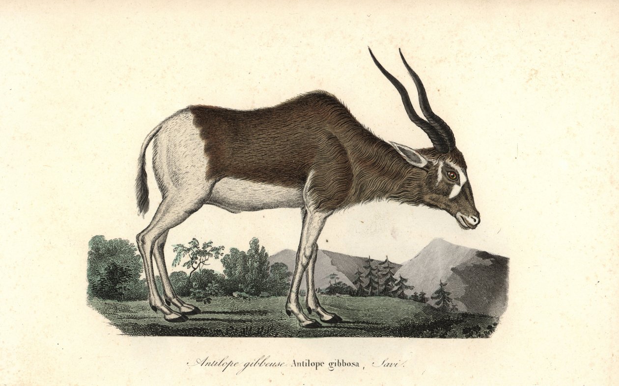 アダックスまたはスクリューホーン・アンテロープ、Addax nasomaculatus。絶滅の危機に瀕している。Rene Primevere Lesson