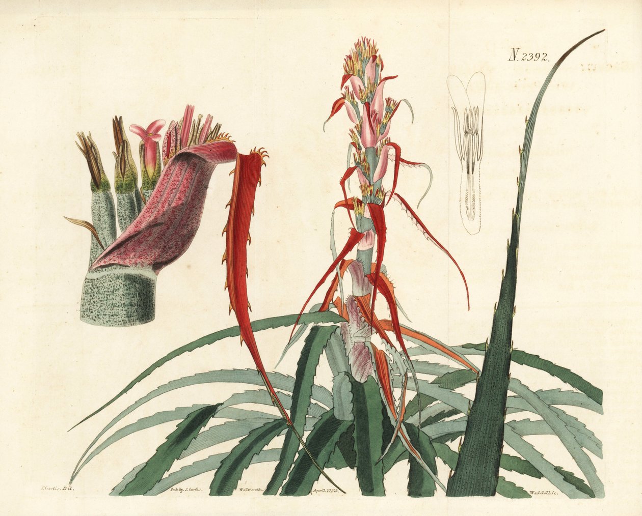 アグアバ、ブロメリア・アルソデス（狭葉パイナップル、Bromelia sylvestris）。William Curtis