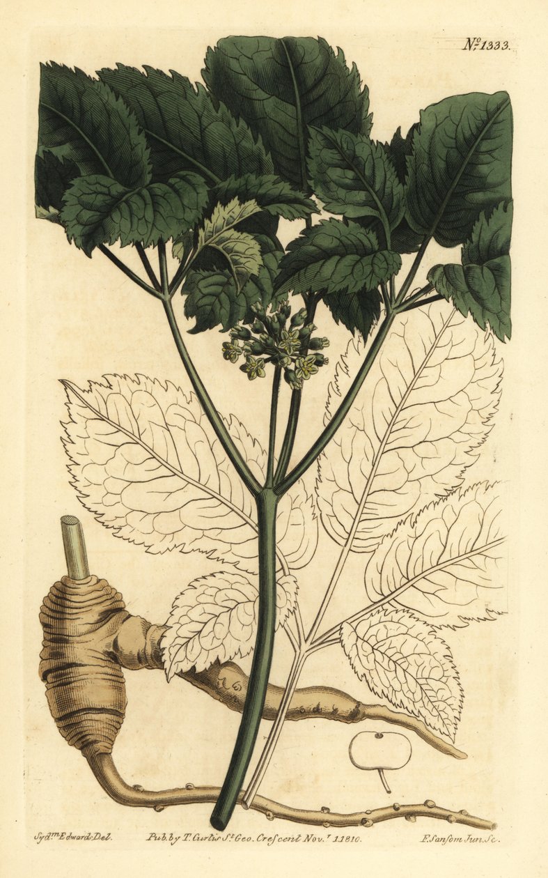 アメリカ人参、Panax quinquefolius 作： 不明