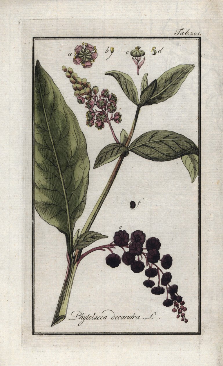 カイエンヌまたはインドのアメリカブドウまたはホウレンソウ（Phytolacca decandra）。オランダ、ヨハネス・ゾーン（1739-1799）作 "Afbeelding der Artseny-Gewassen "のリトグラフ。 作： 無名の画家