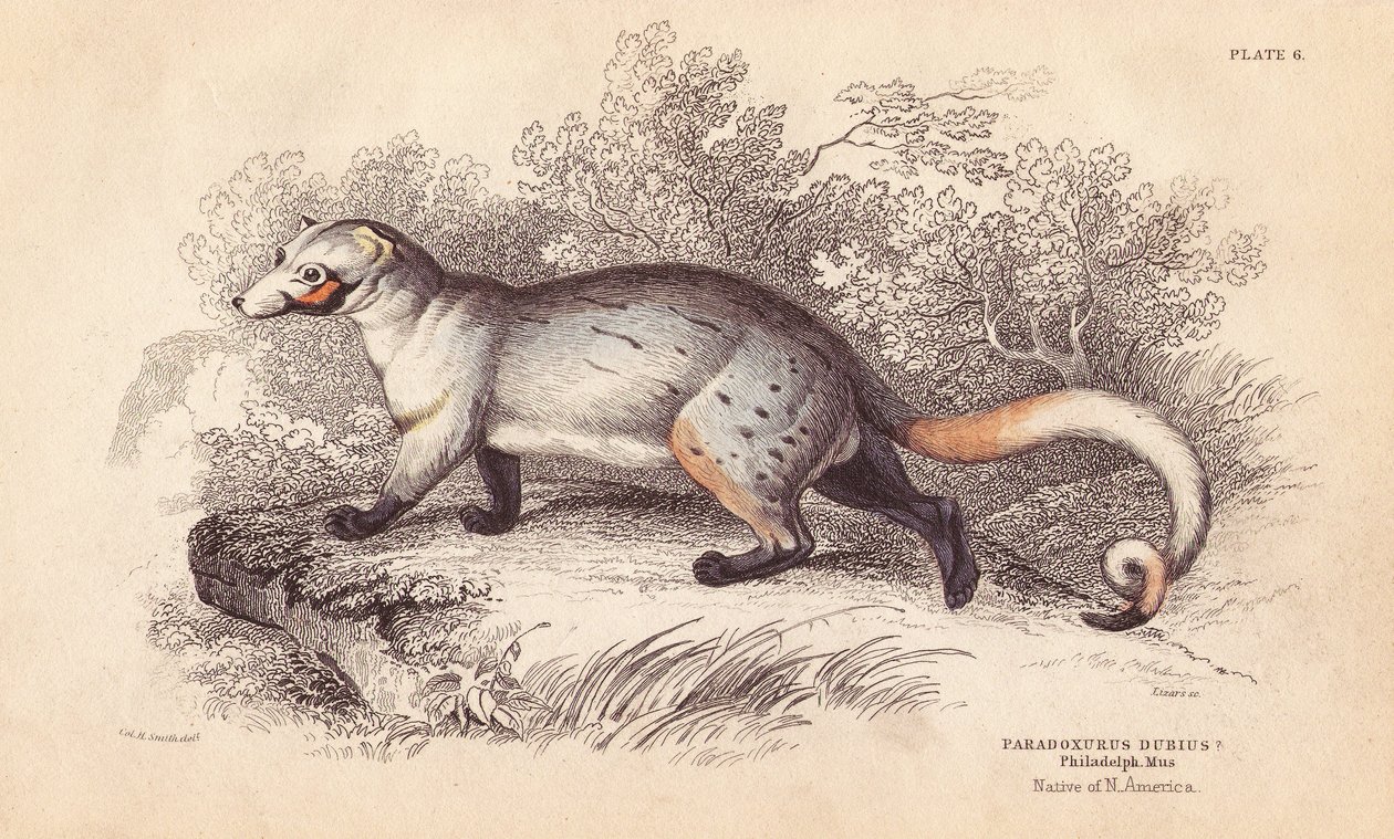 アメリカパラドキシド、Paradoxurus dubius。フィラデルフィア博物館の標本より。エジンバラのWilliam Jardine