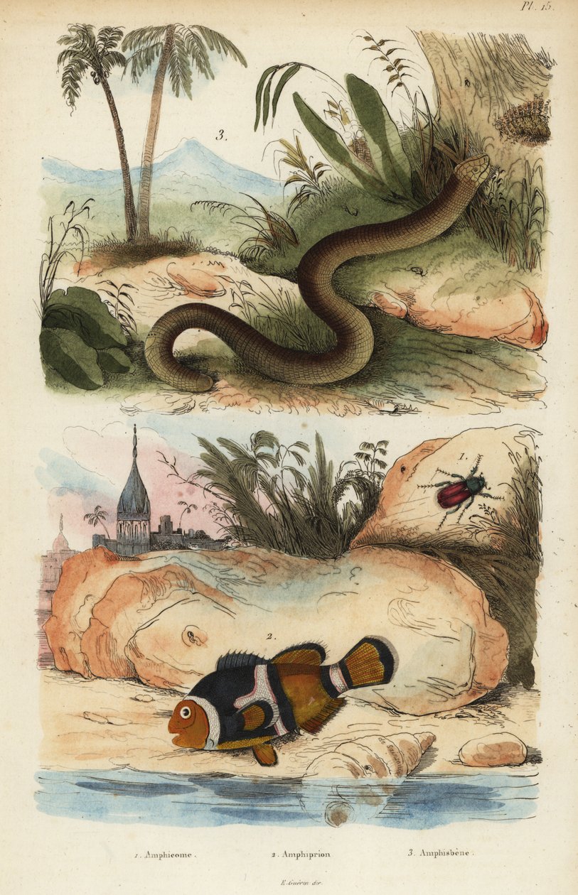 Amphicoma scullelata 1、サドルバックカクレクマノミ、Amphiprion polymnus 2、ホワイトワームリザード、Amphisbaena alba 3、Amphiprion laticlavius Amphicome、Amphiprion、Amphisbene 作： 不明