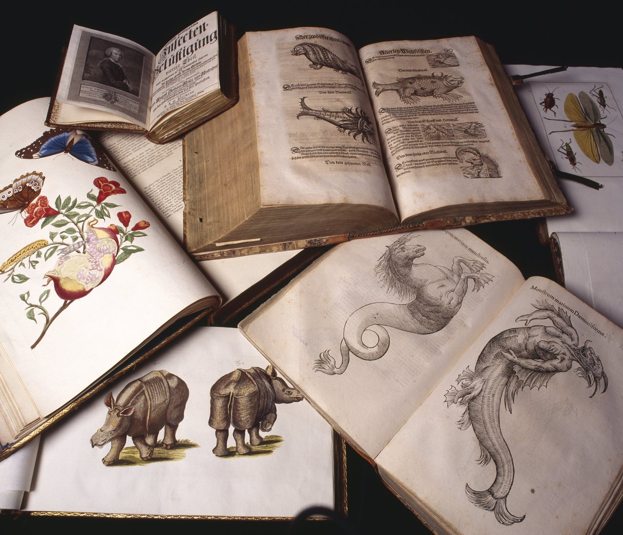 古代動物学関連書籍 作： 不明