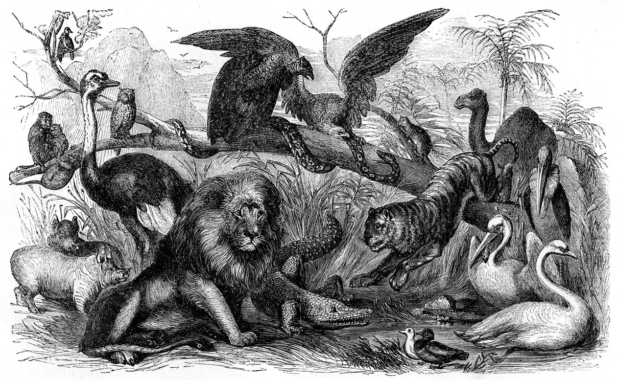 イスラエル人が食べることを禁じられた動物 - 聖書 作： 無名の画家