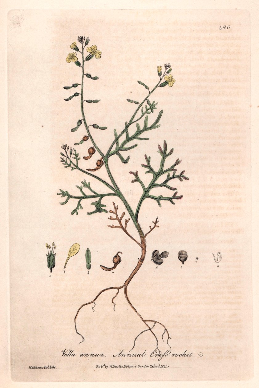 ウィリアム・バクスター(1788-1871)著 "English Botanical Phenomenes "より、アイザック・ラッセル作、チャールズ・マシューズ彫の植物図版。 作： 無名の画家