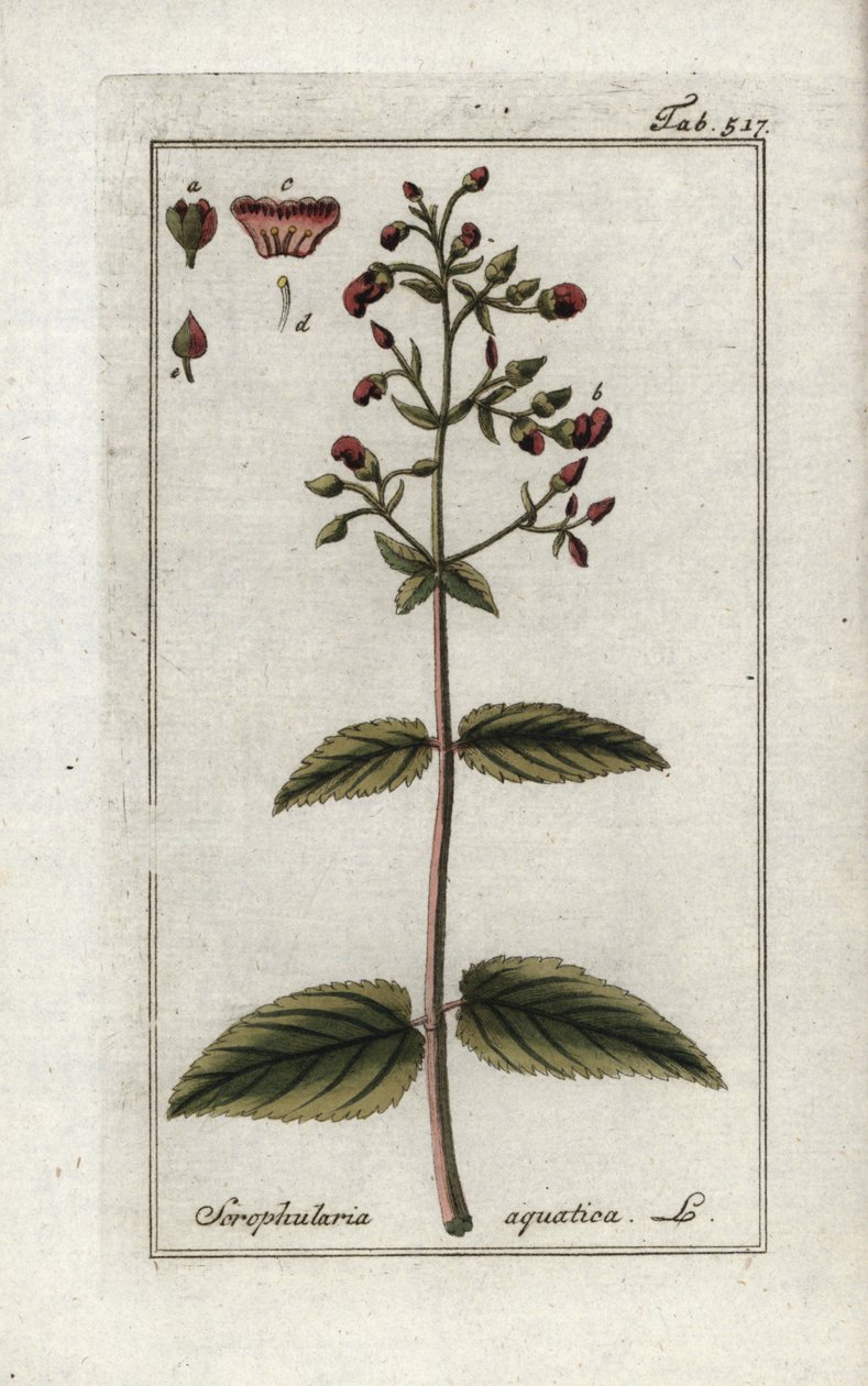 水生スクロフラ（Scrophularia aquatica）。オランダ、ヨハネス・ゾーン（1739-1799）作「Afbeelding der Artseny-Gewassen」のリトグラフ。 作： 無名の画家