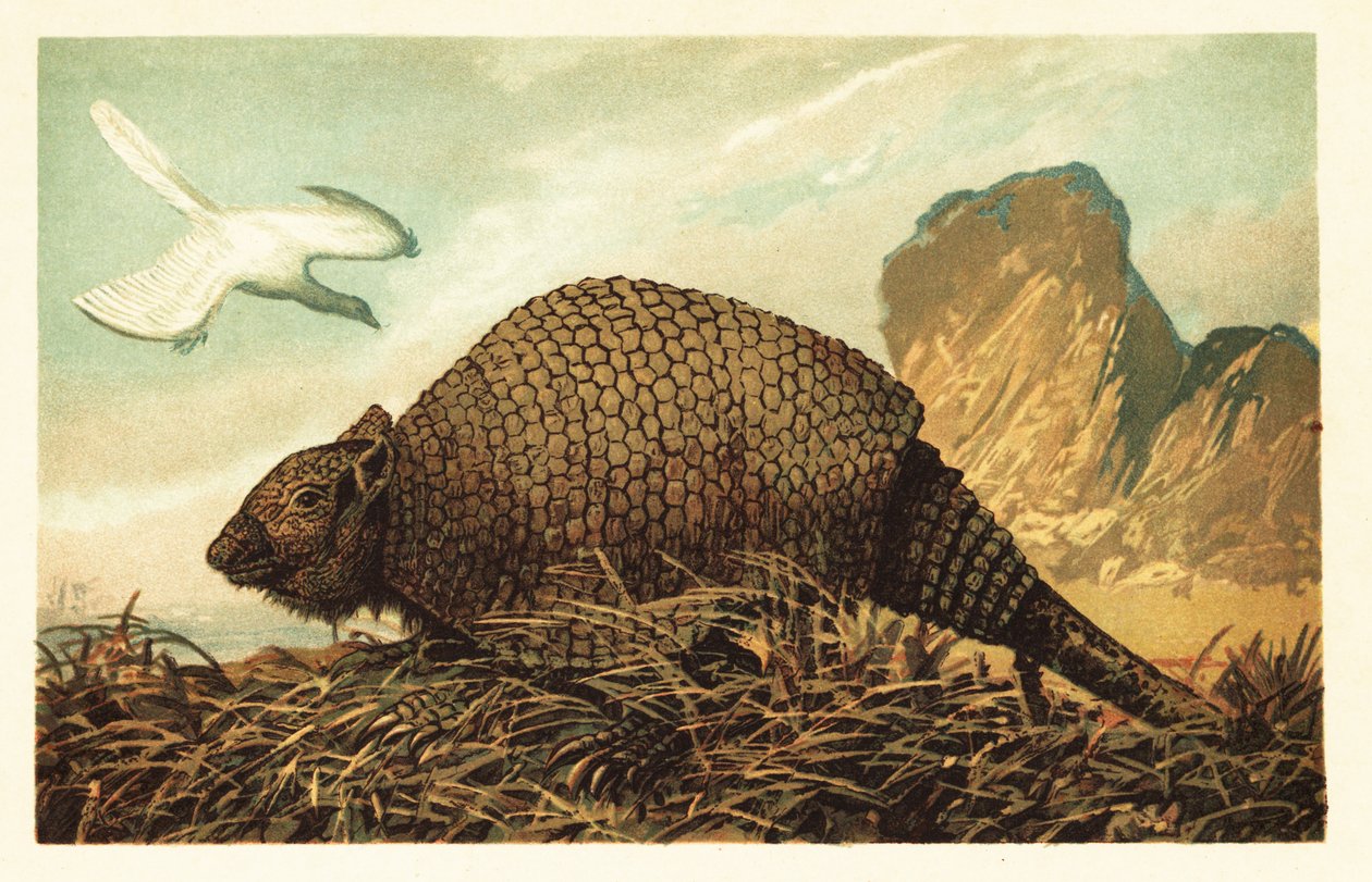 始祖鳥 lithographica と Panochthus tuberculatus.1908 (リトグラフ) 作： 無名の画家