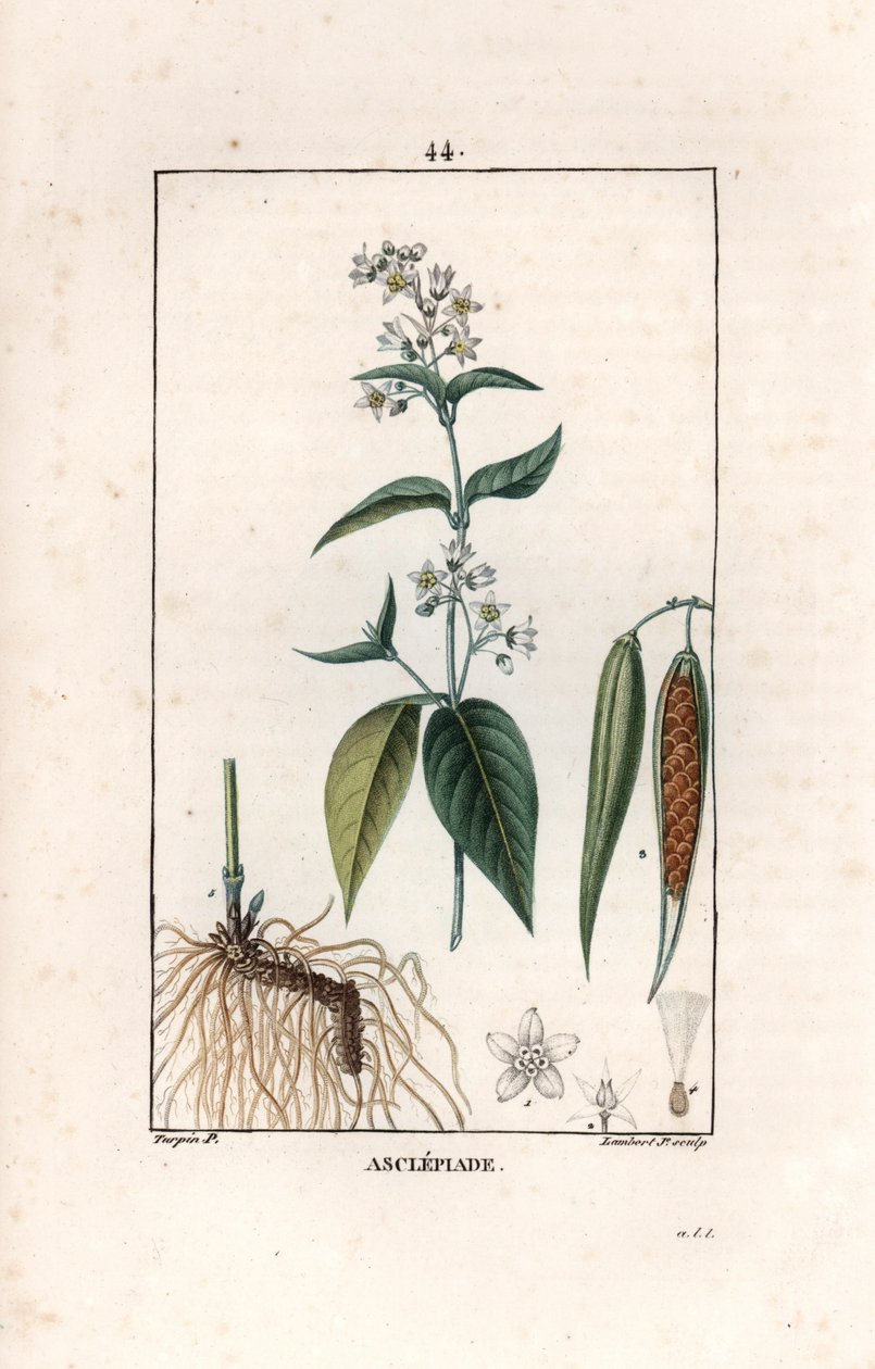 Asclepiade ou herbe à la wadding ou herbe aux parruches - ピエール・ジャン・フランソワ・トゥルパン（1775-1840）のデッサンから、ランベール・フィルのエングレーヴィング。 作： 無名の画家