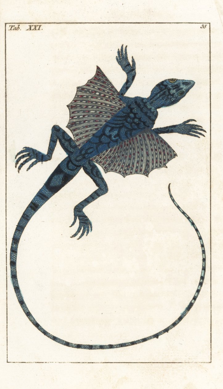 ゴットリープ・トビアス・ウィルヘルム（1758-1811）著「Encyclopedie of Natural History」より：両生類 作： 無名の画家