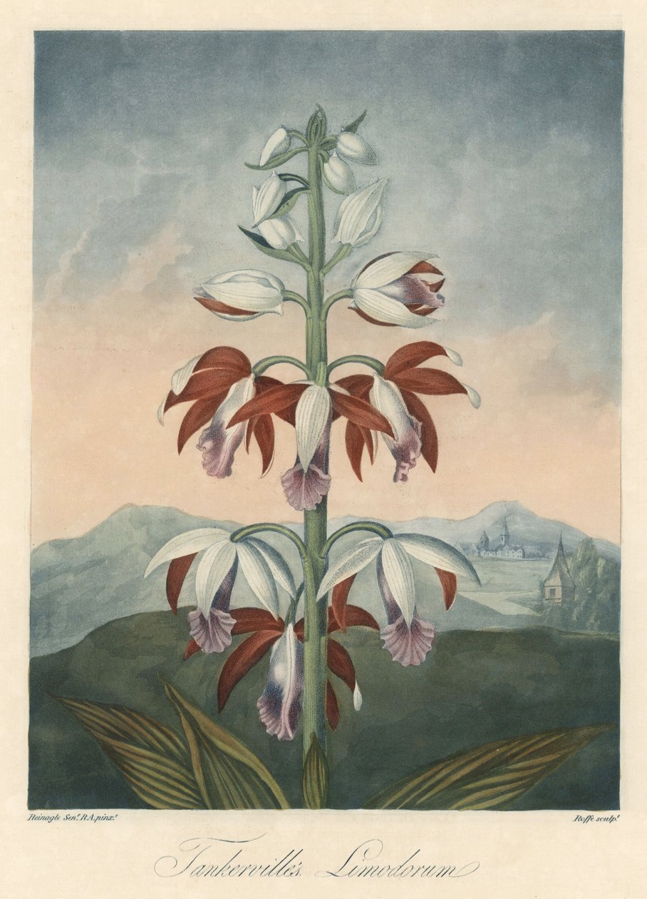ロバート・ソーントン博士（1768-1837）著『The Temple of Flora』より抜粋。 作： 無名の画家
