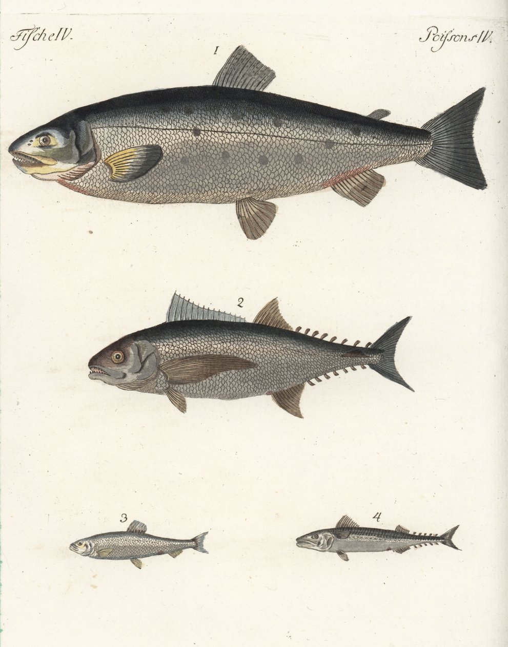 大西洋サケ（Salmo salar）1、マグロ（Thunnus species）2、大西洋ニシン（Clupea harengus）3、大西洋サバ（Scomber scombrus）4。フリードリヒ・ヨハン・ベルトゥヒの『子供のための絵本』（Bilderbuch fur Kinder）より、手彩色の銅版画。 作： 無名の画家