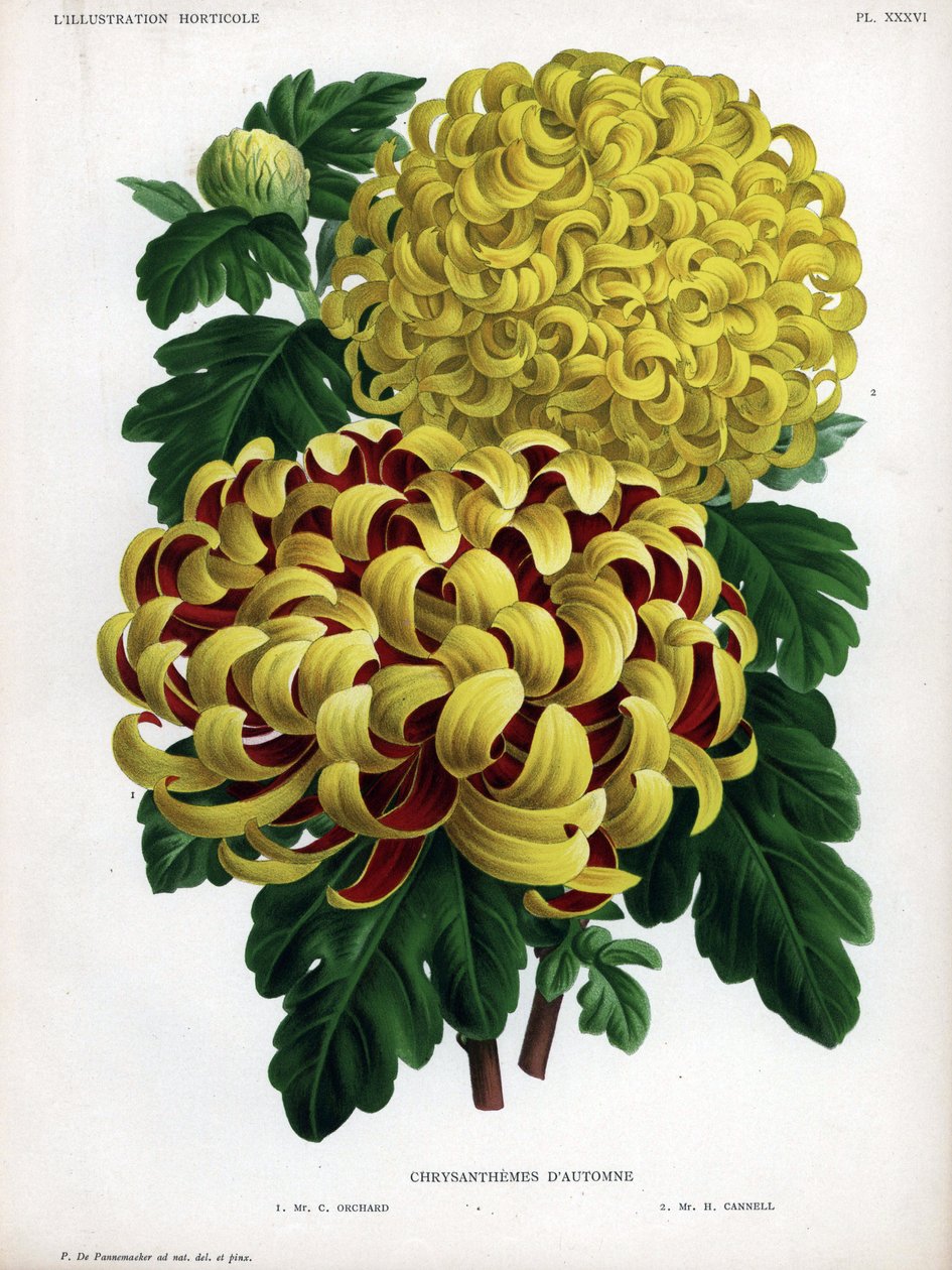 秋の菊の交配種：M.C.オーチャードは黄色の大輪と深紅の花を咲かせ、M.H.キャンネルは黄色の大輪を咲かせる。 作： 無名の画家