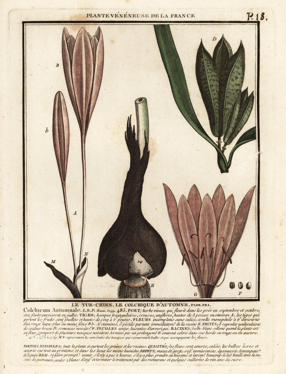 秋のクロッカス、Colchicum autumnale。 作： 無名の画家