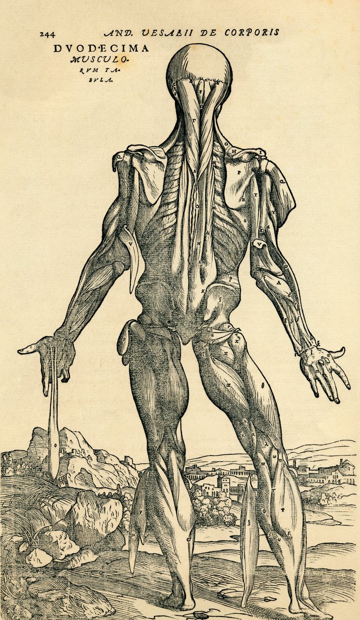 アンドレアス・ヴェサリウスの『De Humani Corporis Fabrica