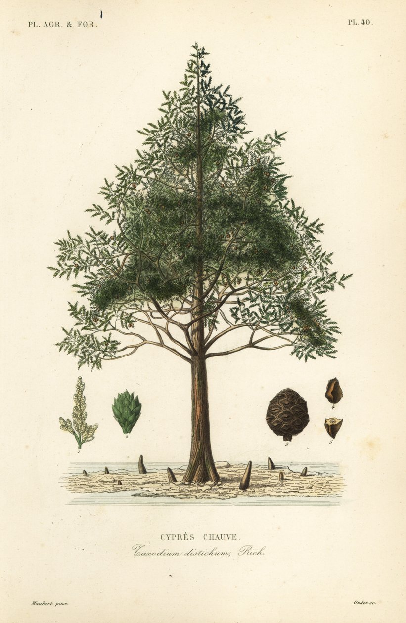 ハゲヒノキまたはスワンプヒノキ、Taxodium distichum、Cypres chauve 作： 不明