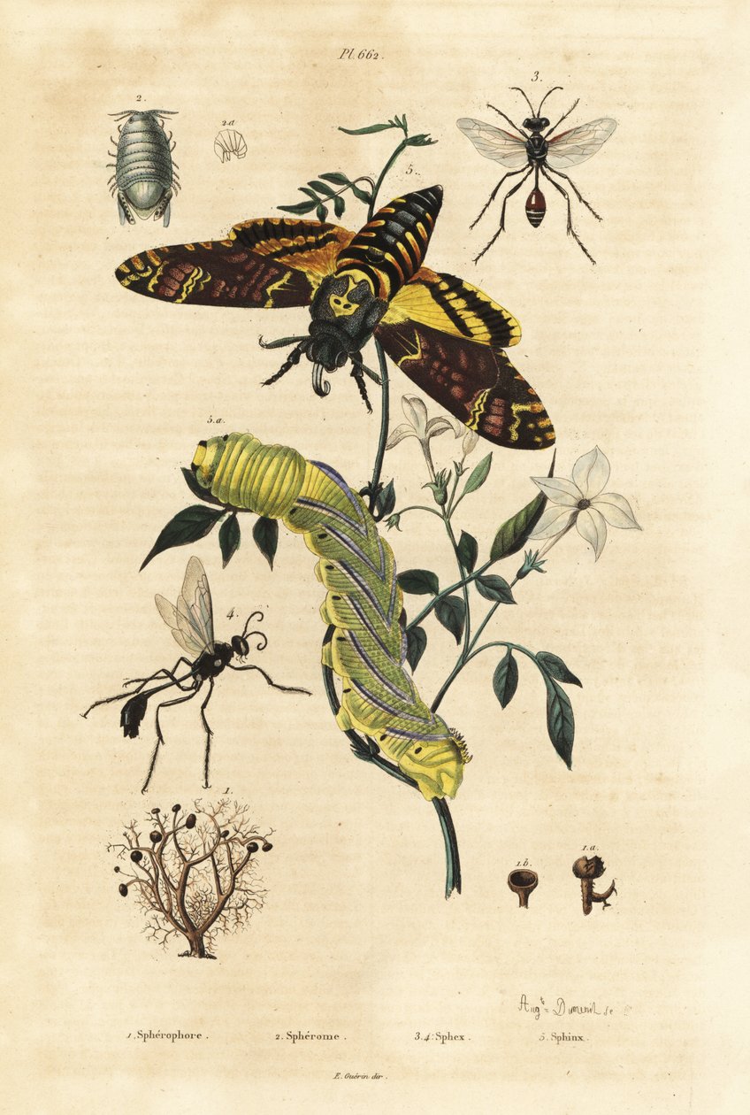 球状の地衣類 Sphaerophorus globulus 1、Dynamene crustacean 2、digger wasps Sphex species 3,4、African death