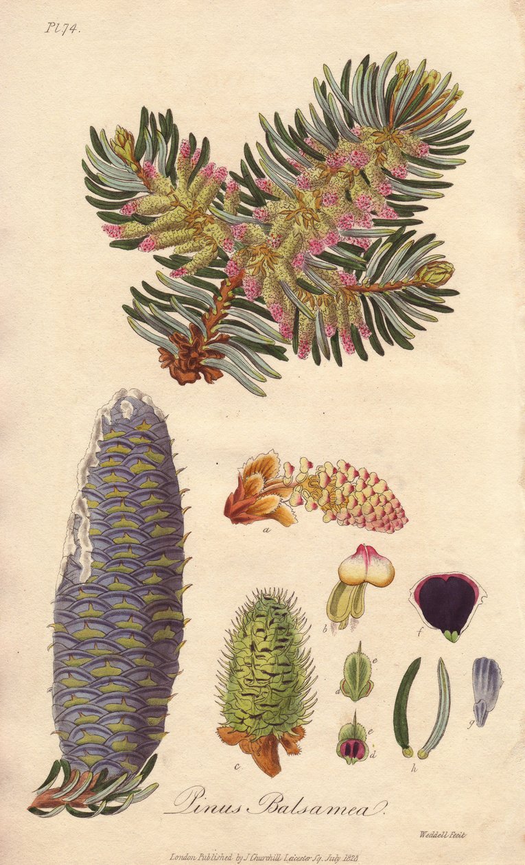 バルサムモミ (Abies balsamea) - ジョン・チャーチルが183年にロンドンで出版した、ジョン・ステファンソンとジェームズ・モース・チャーチルによる「医学植物学、ロンドン、エディンバラ、ダブリンの薬用植物の説明」の挿絵としてウィリアム・クラークが描いた強い水。 作： 無名の画家