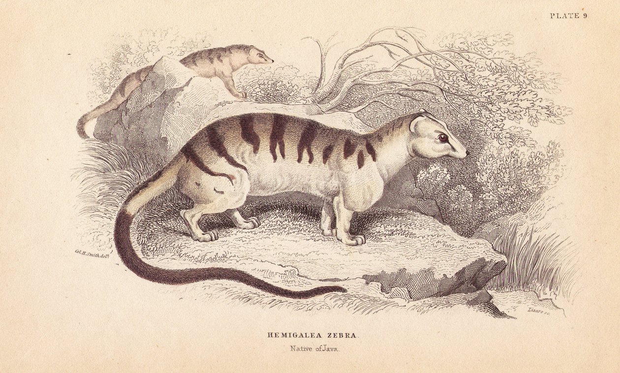バンデッドパームシベットキャット、Hemigalus derbyanus（Hemigalea zebra）。絶滅危惧種。エジンバラのWilliam Jardine