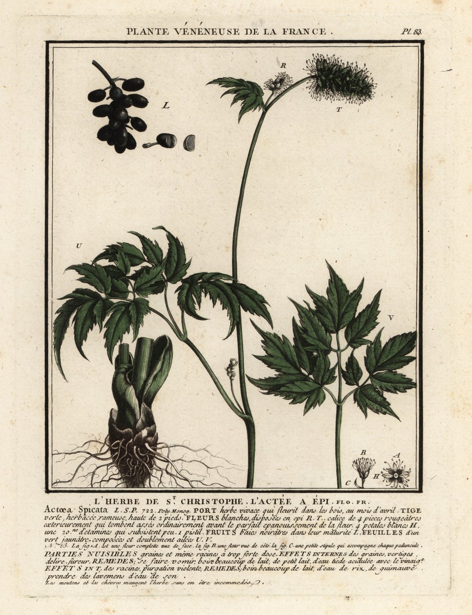ベインベリー、Actaea spicata。 作： 無名の画家