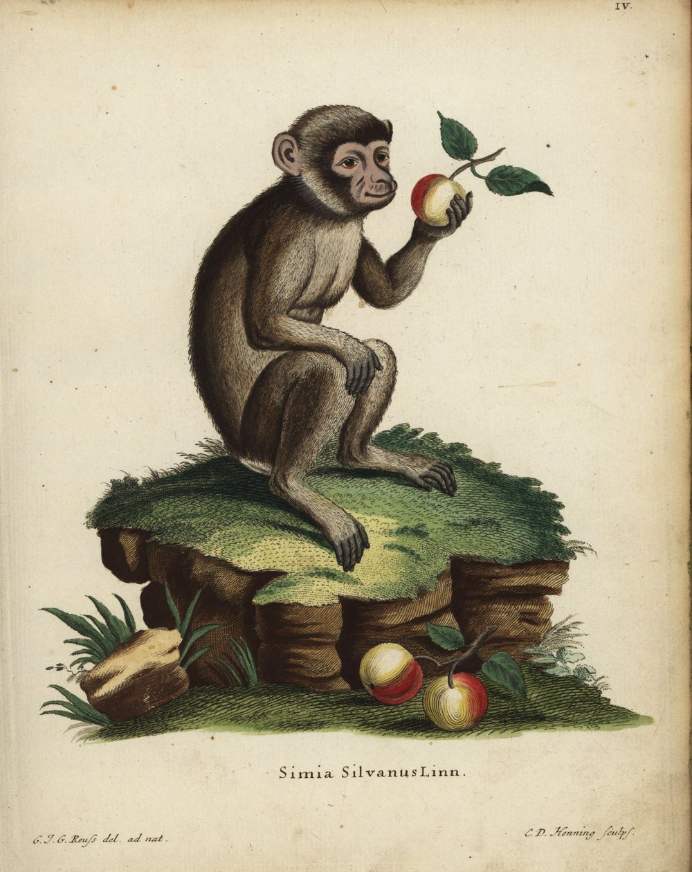 バーバリー類人猿。絶滅危惧種。Simia silvanus Linn.Johann Christian Daniel Schreber