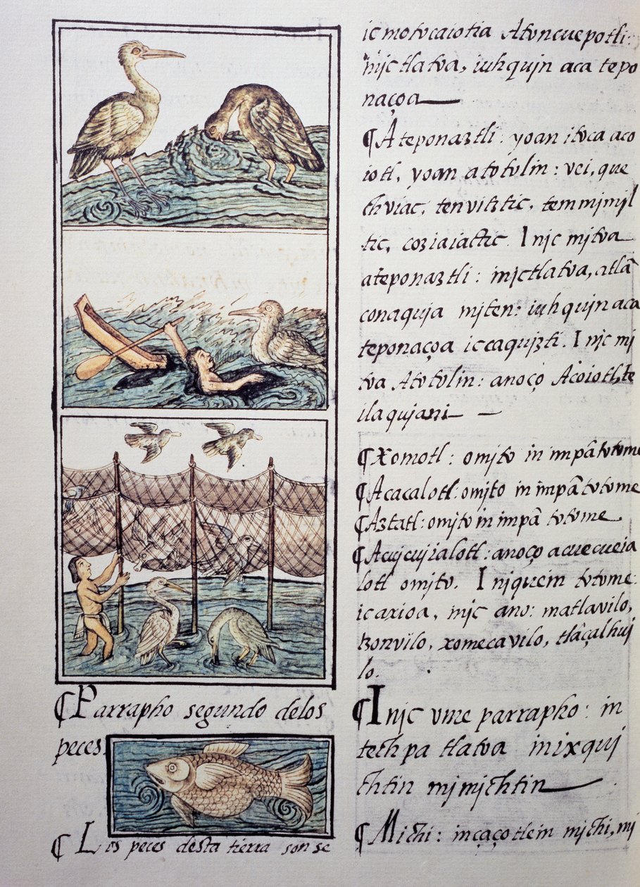 湖の鳥狩り、スペイン人宣教師Fray Bernardino de Sahagun（1499-1590）によるフィレンツェ写本のページ、スペイン語とナワトル語の対訳、「新スペインの事物の一般的な歴史」。アステカ文明 作： 無名の画家