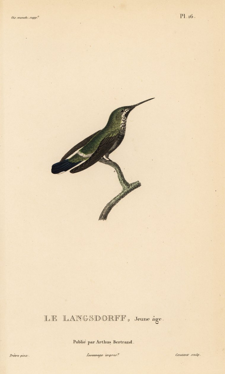 Black-bellied thorntail, Discosura langsdorffi (Ornismya langsdorfii)。未成熟。Rene Primevere Lesson