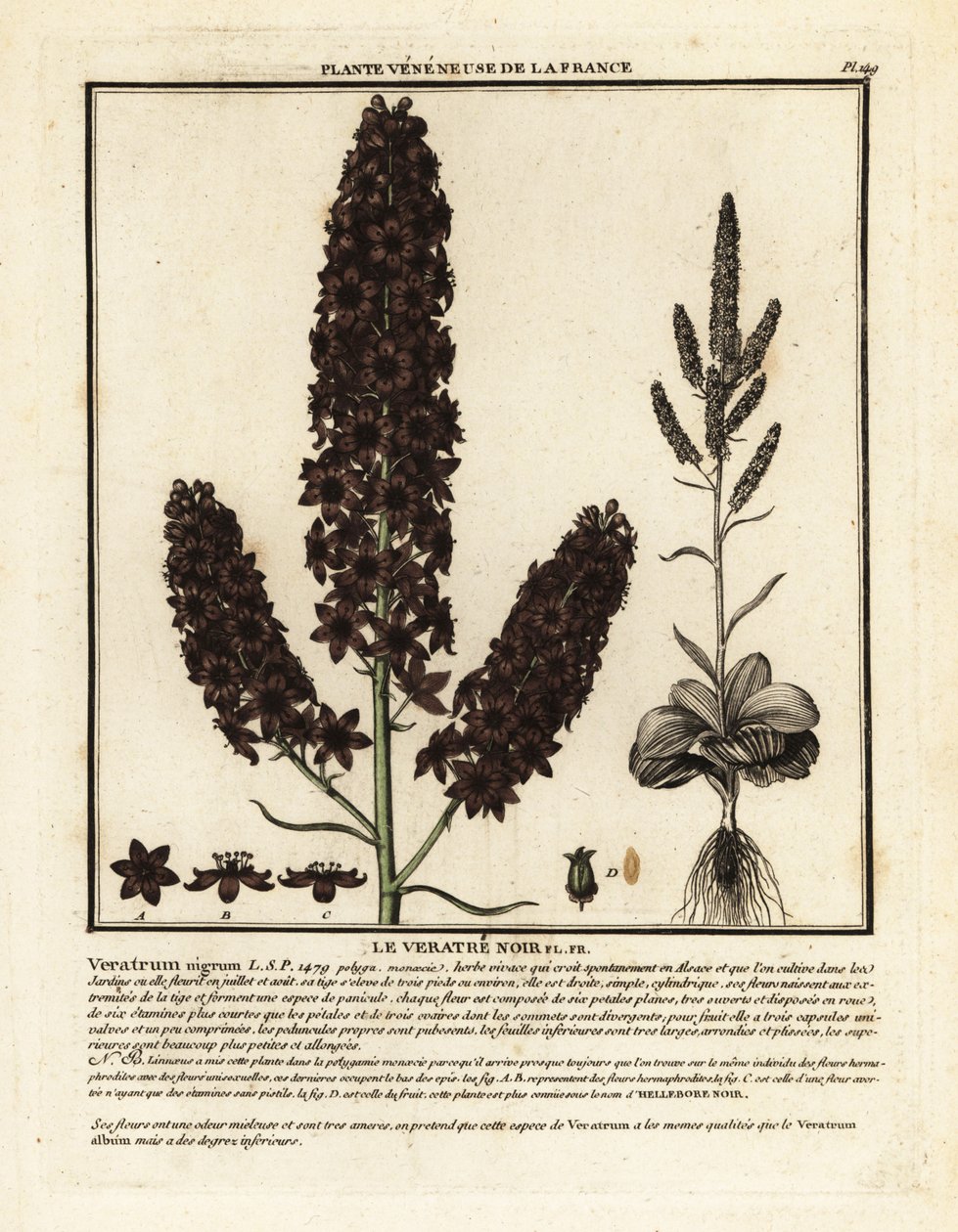 黒い偽のヘレボルス、Veratrum nigrum。 作： 無名の画家