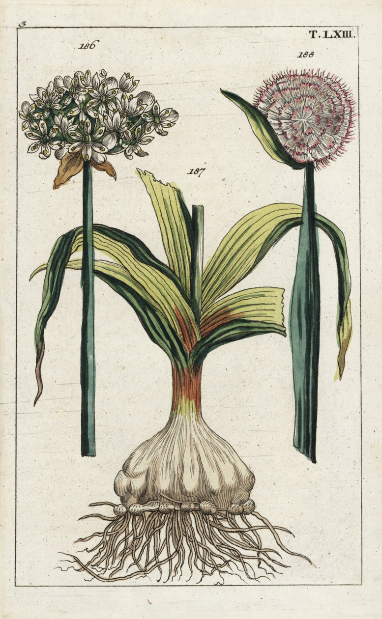 黒ニンニク（Allium nigrum）186とタマネギ（Allium cepa）球根187と花188。G. T. Wilhelmの "Unterhaltungen aus der Naturgeschichte"（自然史百科事典）に掲載された植物図版の手彩色銅版画。 作： 無名の画家