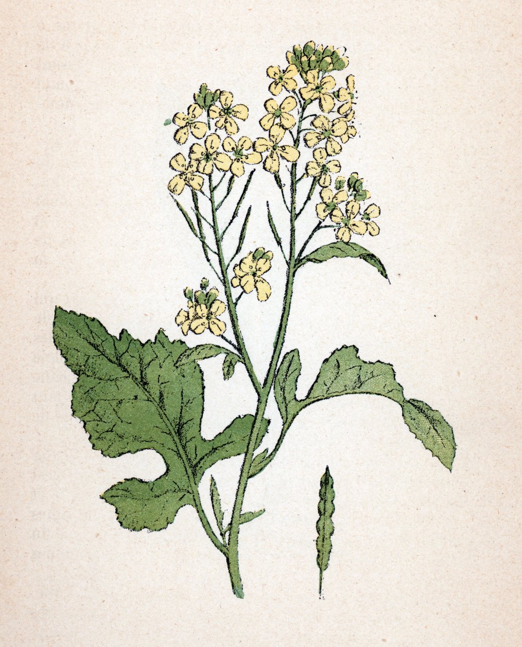 ブラックマスタード（セネブノワール）（Brassica nigra）（ブラックマスタード） ポール・ハリオ著「Atlas colorie des plantes medicinales」より 植物図版 作： 無名の画家
