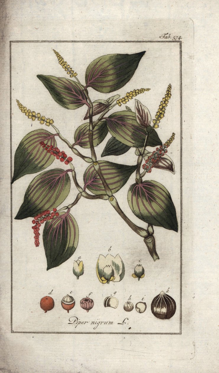 黒胡椒の皿（Piper nigrum）。オランダ、ヨハネス・ゾーン（1739-1799）作「Afbeelding der Artseny-Gewassen」のリトグラフ。 作： 無名の画家