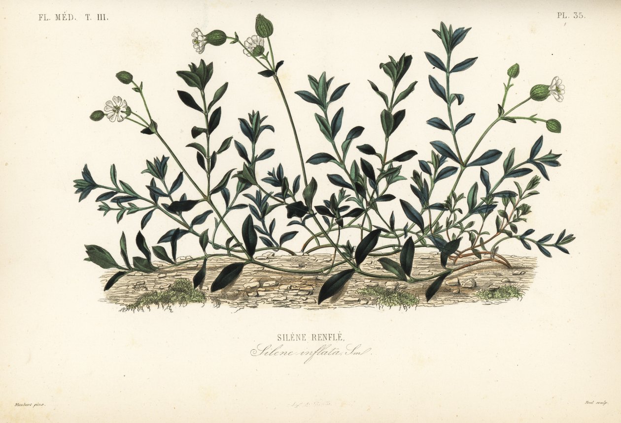 Bladder campion, Silene vulgaris, Silene inflata, Silene renfle 作： 不明