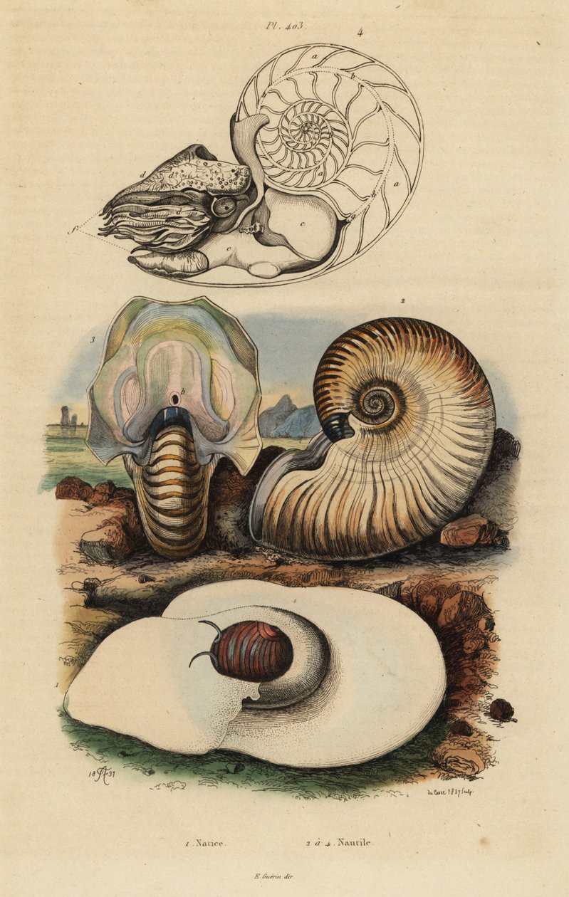 Bladder moon snail, Neverita didyma 1, crusty nautilus, Nonion umbilicatulum 2, and chambered nautilus, Nautilus pompilius 3,4 作： 不明