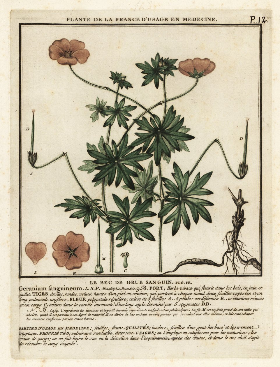 血まみれのツルのくちばし、Geranium sanguineum。 作： 無名の画家