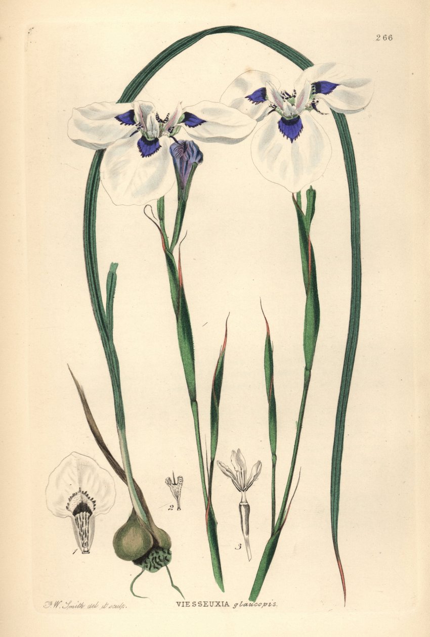 ブルーアイド・ウイントジイまたはブルーオグイントジイ、Moraea aristata（Ocellate viesseuxia, Vieusseuxia glaucopis）。John Lindley and Robert Sweet
