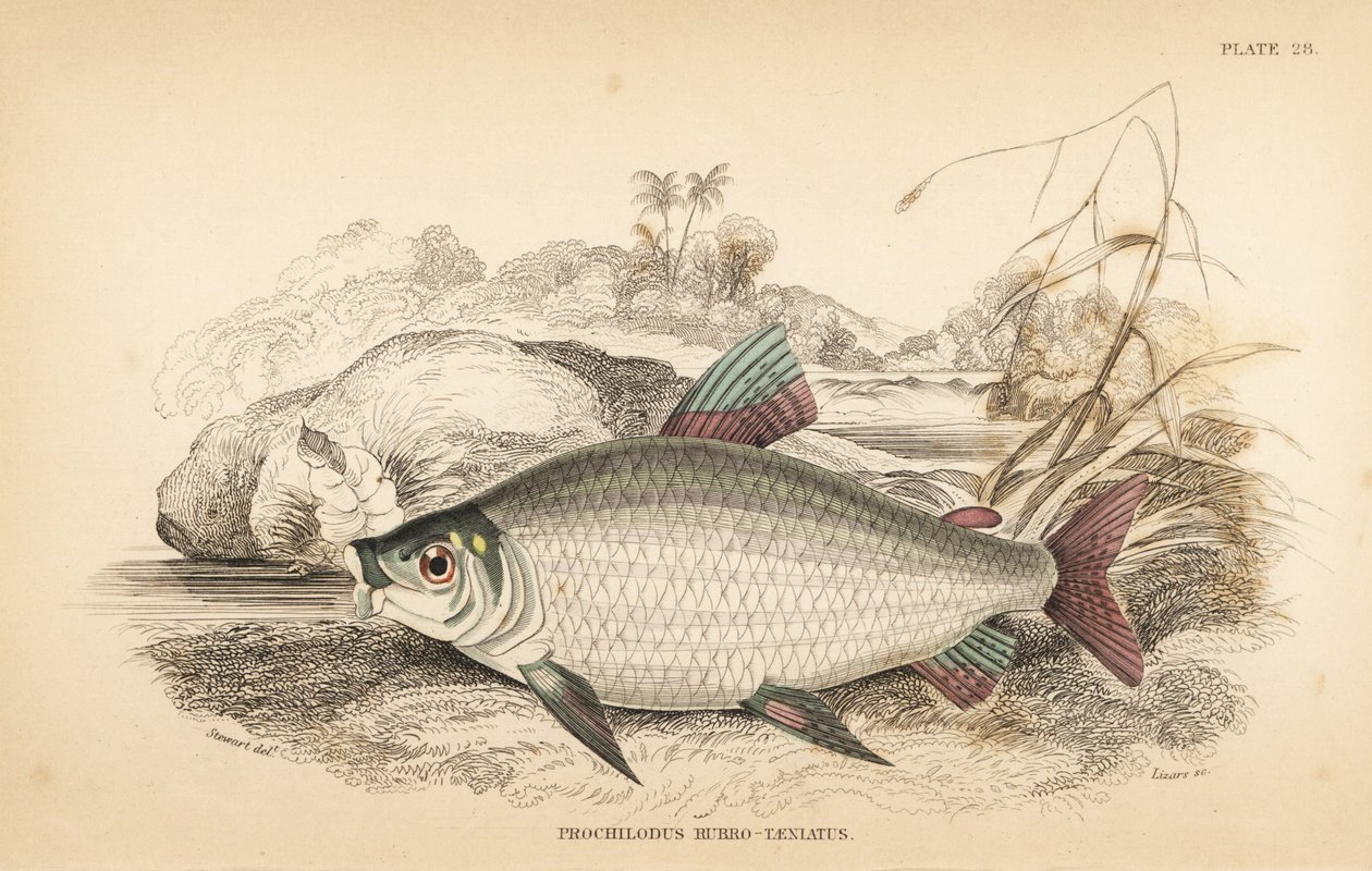 Bocachico or koulimata, Prochilodus rubrotaeniatus (Pale red-streaked salmon carp, Prochilodus rubro-taeniatus).Sir Williaの一部であるRobert Schomburg