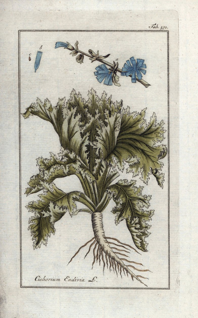 植物学：エンダイブ、Cichorium endivia。Johannes Zornの "Afbeelding der Artseny-Gewassen "より、手彩色の銅版植物画。 作： 無名の画家