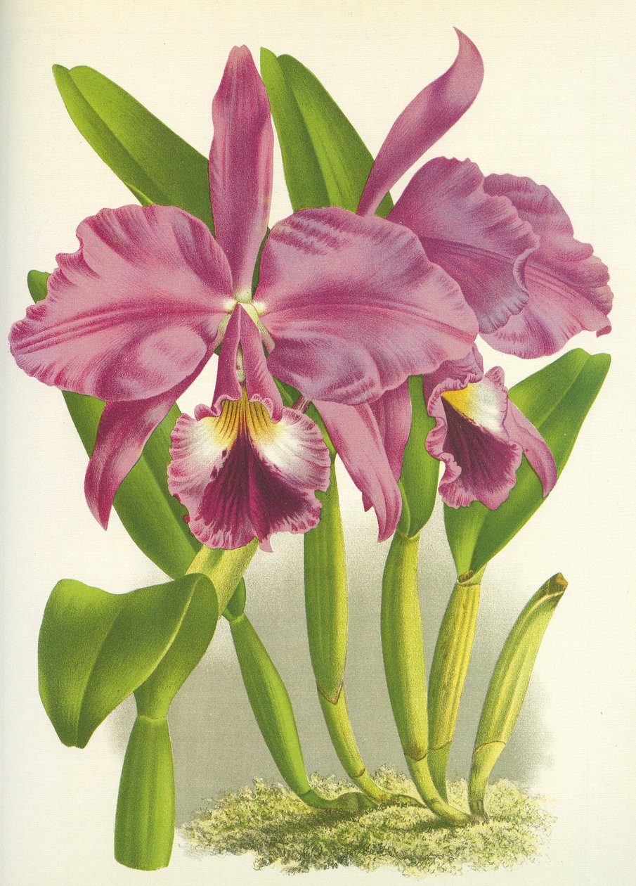 ボタニカルボード/Cattleya labiata var.Autumnalis/Lindenia 作： 不明