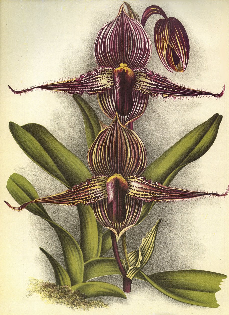 ボタニカルボード/Paphiopedilum rothschildianum/Lindenia 作： 不明