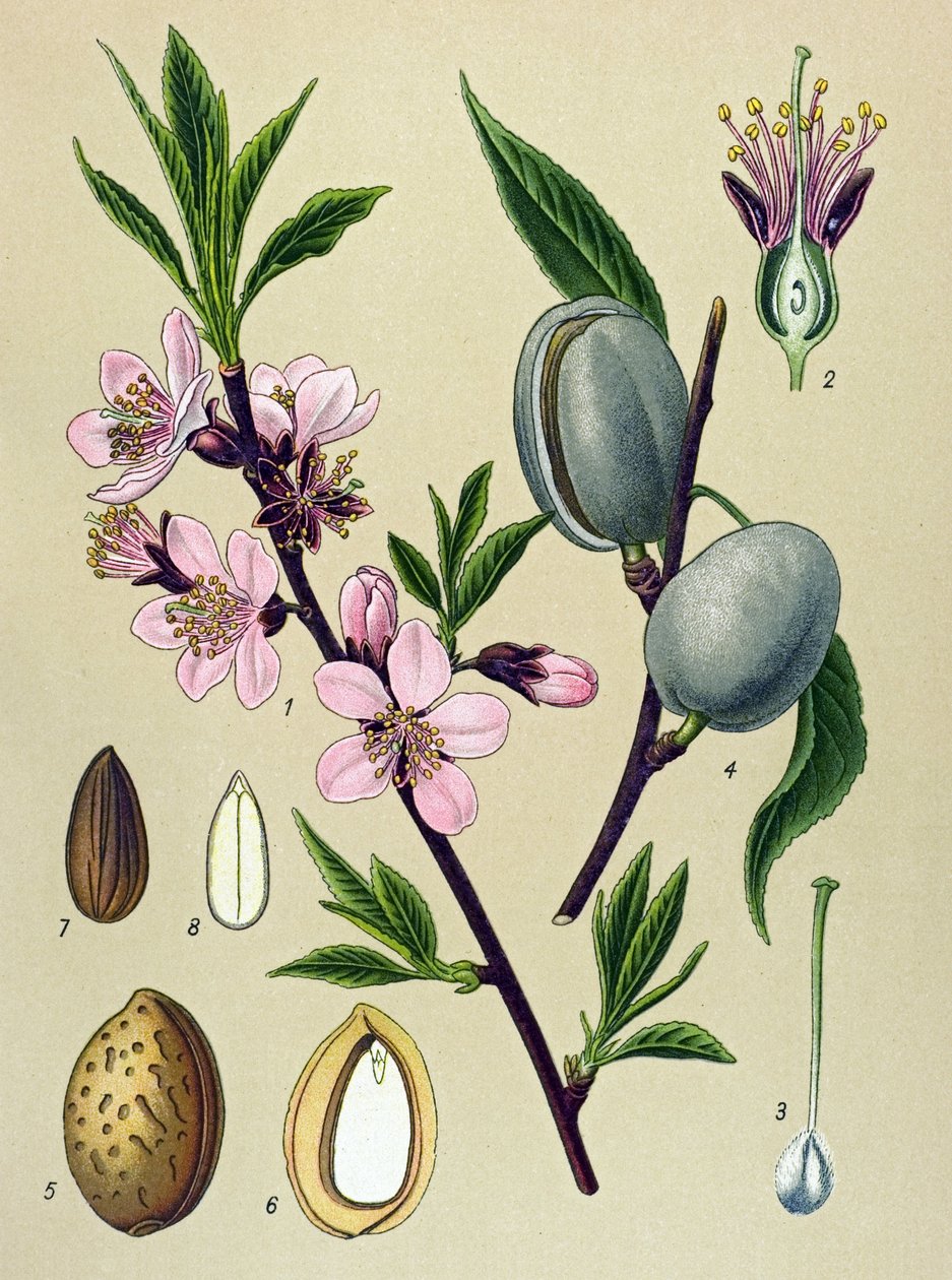 植物ボード。 アミグダリン（アーモンド）：一般的なアーモンド（Amygdalus communis） 作： 無名の画家