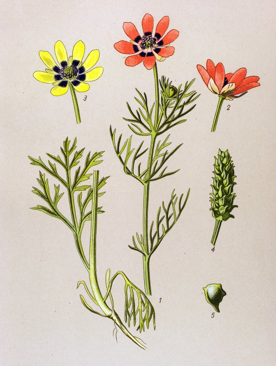 植物ボード。 有毒植物および薬用植物: 夏アドニス (Adonis aestivalis) 作： 無名の画家