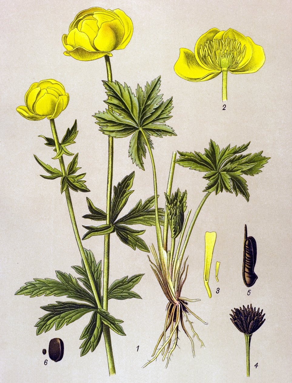 植物ボード。 有毒植物: ヨーロッパトロール (Trollius europaeus) 作： 無名の画家