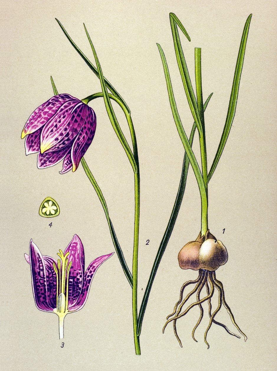 植物ボード。 有毒植物：ホロホロ鳥または「モルモット」（Fritillaria meleagris） 作： 無名の画家