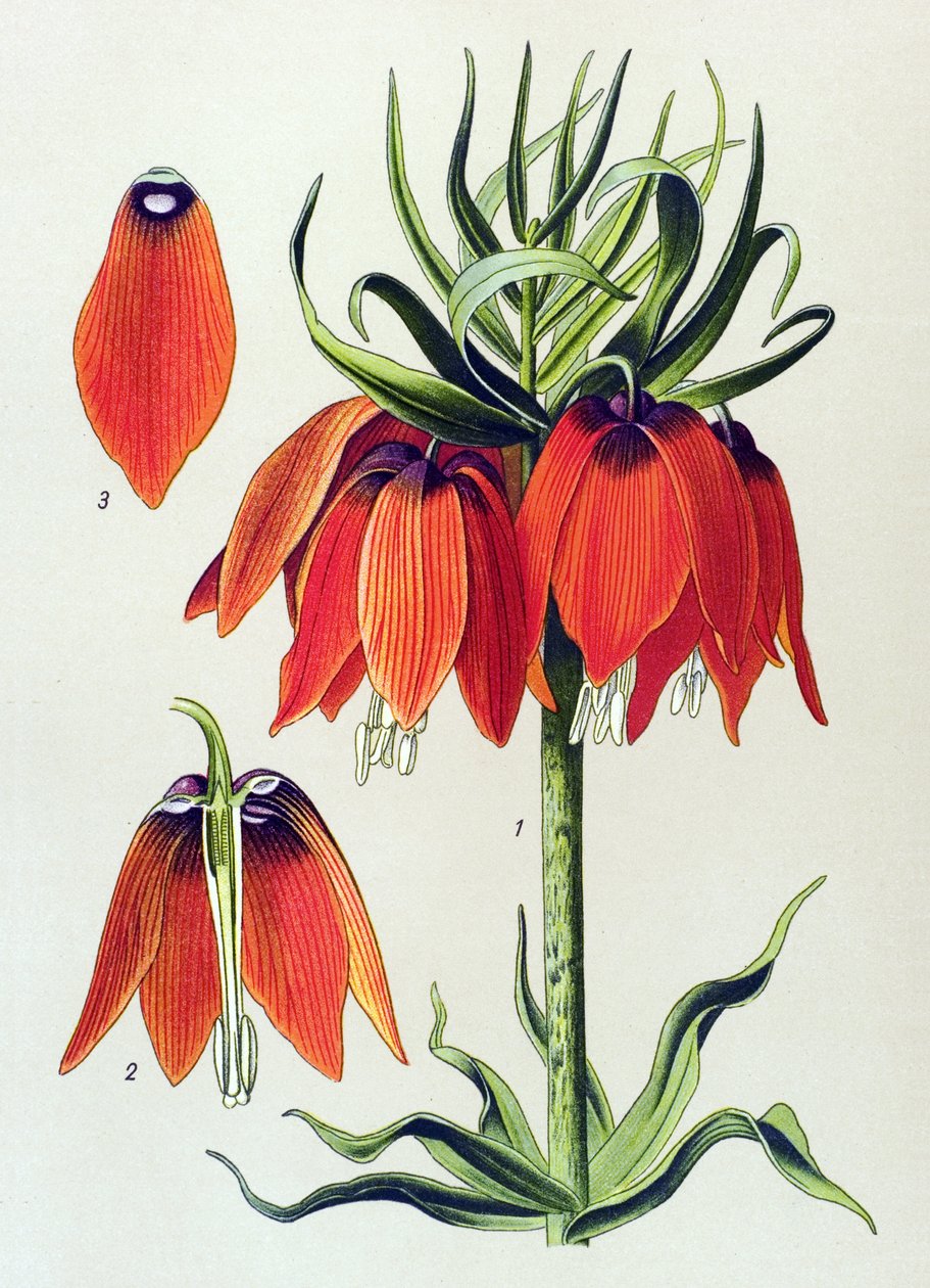 植物ボード。 蔓性植物 (有毒): imperiale fritillaria imperialis 作： 無名の画家