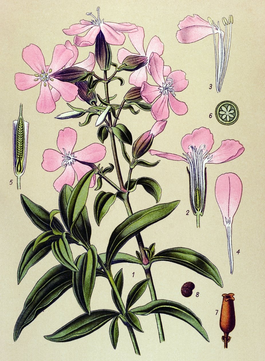 植物ボード。 静脈（有毒）および薬用植物：サポナリア・オフィシナリス（サポナリア・オフィシナリス） 作： 無名の画家